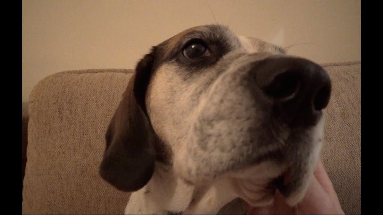 Dogs, POV binaural cuddles. :D - YouTube