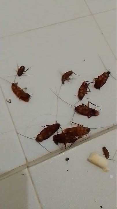 ROACH KILLER BAYGON CHALK!
