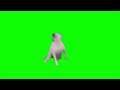 Футаж собака танцует на зеленом фоне
