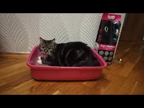 Отзыв о наполнителе для кошачьего туалета Indian Сat litter Choice Baby Powder