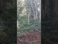 vida nova mato trabaio era lasqueira