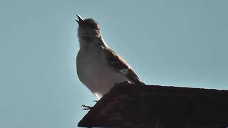 Mockingbird squawk in slo mo