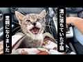 【緊急】溝落ちて泥まみれになっていた子猫をお迎えしました
