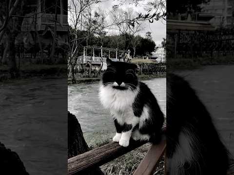 Chill ASMR & Lofi with a Funny Cat on a Wood Fence by the River 🐾❤️
