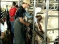 INSEMINAÇÃO ARTIFICIAL SEM MISTÉRIOS - Revista Rural