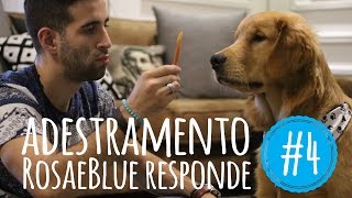 Como adestrar o cão, por quanto tempo, o cão esquece o que aprendeu?