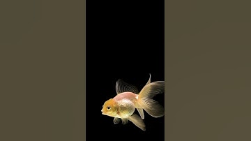 Goldfish swimming on black background