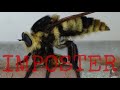 The Bee Imposter | Florida Bee Killers