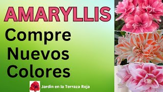 AMARYLLIS MULTIPETALOS NUEVOS COLORES 🌺💕❤️