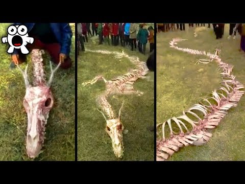 Video: In China, Found The Skeleton Of A 20-meter Dragon? - Alternative View