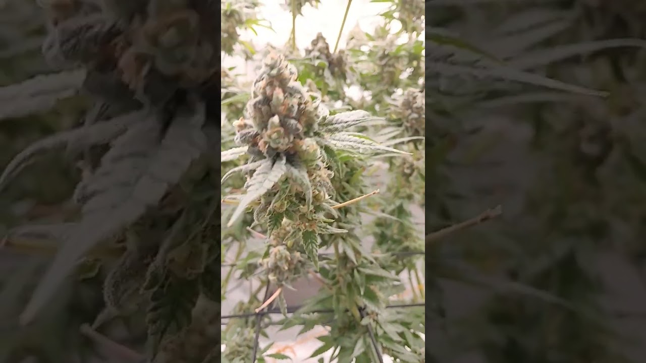 1 week left - 8 week flower update - Strain Orange Butter