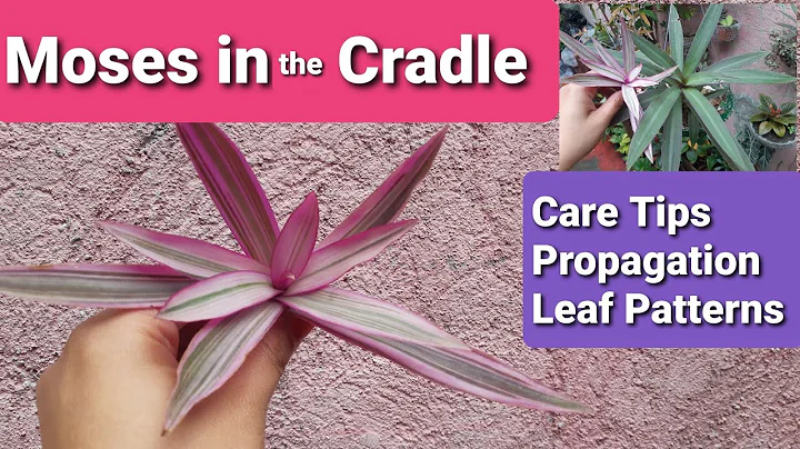 Tradescantia | Moses in the Cradle / Oyster Plant ...