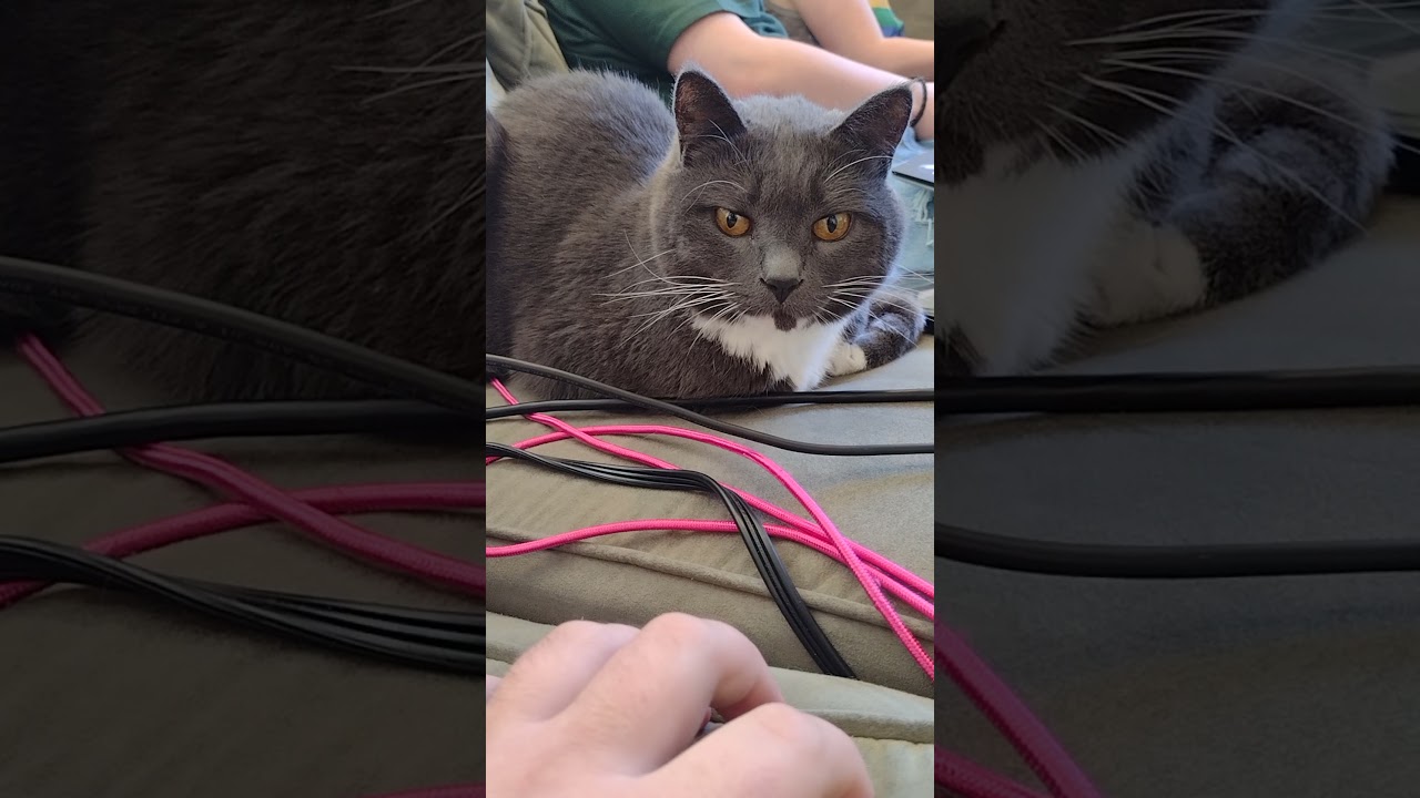 Cat's Pupils Change Sizes Quickly YouTube