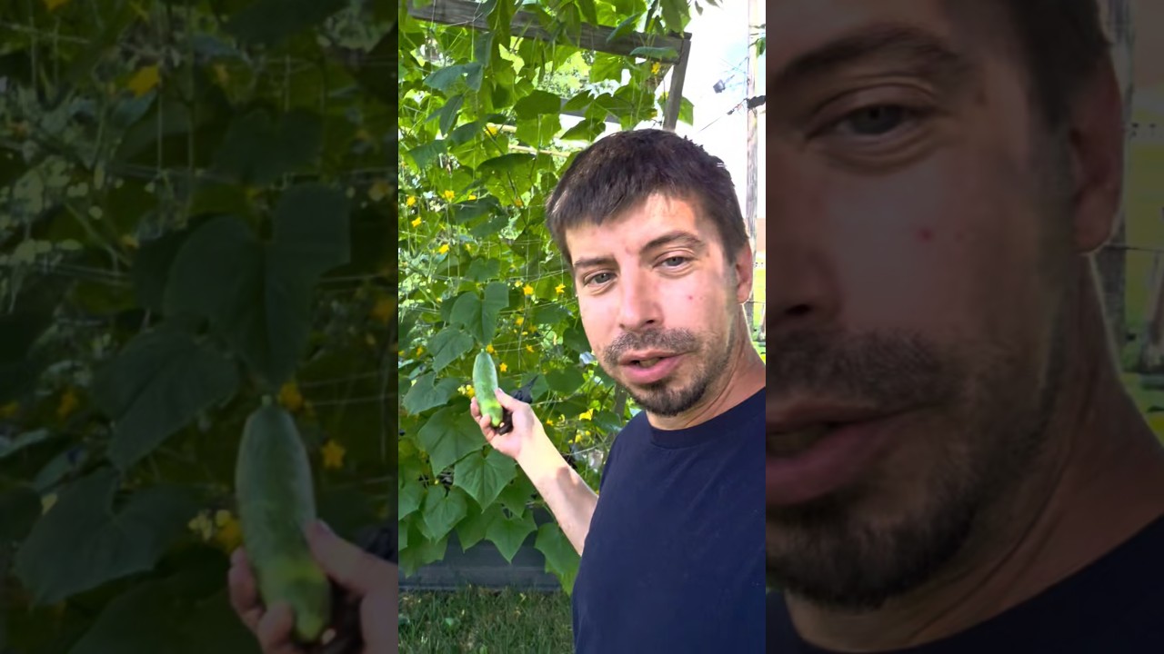 I think i got them but then find more later 