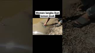 Moment Langka Ikan Toman Jinak Bersama Anakanaknya shorts