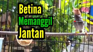 Prenjak Betina Gacor Istimewa Suara Jernih Memanggil Jantan Cocok Buat Masteran