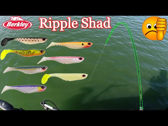 BERKLEY Ripple Shad - What is it good for? 