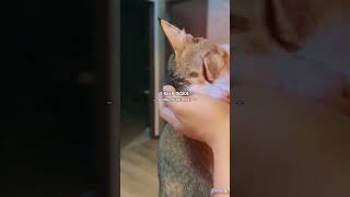 Comfort &amp; #funny #cats #fails