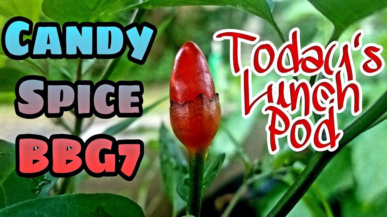 liverpool transfer Candy Spice BBG7 Pepper Review