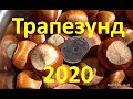 Урожай Трапезунда 2020 г ! Harvest Trebizond 2020