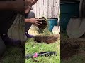 Planting Red Hesperaloe Yucca Shrub #aloe #planting #potting #homestead #therapeutic #outside