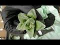 Посылка с суккулентами. Unboxing succulents. Фото с названиями.