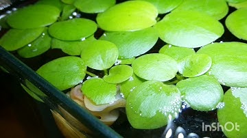 Cận cảnh ốc táo ăn cây thủy sinh