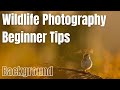 Wildlife Photography Tips for Beginners | Importance of Backgrounds