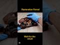 Full transformation rust off Ferrari #restoration #car #viral #shorts