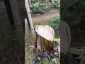 バナナの木はなぜ実がなった直後に伐採されるのか