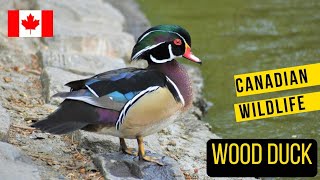 Wood Ducks: Nature's Living Art in Canadian Wetlands