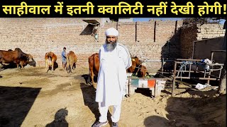 सबसे ज्यादा शानदार साहिवाल गाय का फार्म|Top Quality Sahiwal cow Dairy farm by GURMUKH