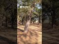 Amazing Shot! You Won't Believe What Happened Next! #discgolf #frisbeesport#shorts#short#discgolfer