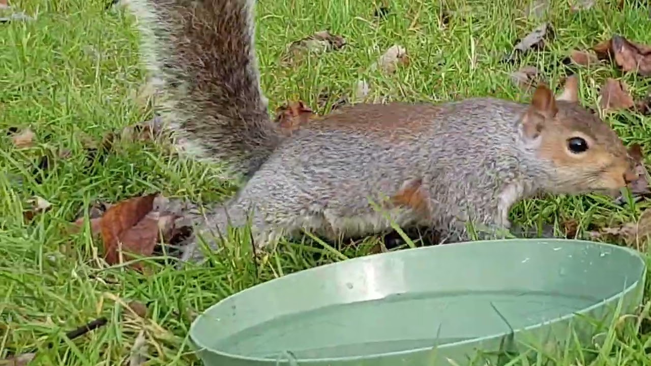GROUND LEVEL NATURE:  A squirrel's eye view of feeding.  ( Part 1 )