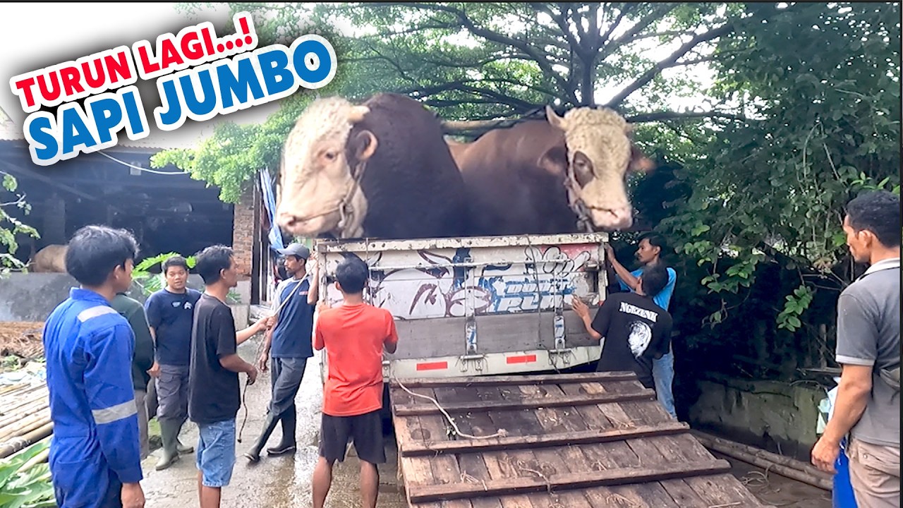 4 Sapi Jumbo Turun Hari Ini, Target 1 ton Up simental ganteng qurban 2026