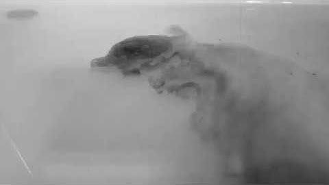 Kaltsound - Dark ( Elektron Digitakt , Analog Four , Micromonsta, Eventide Space)