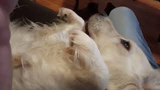 Dog Den Retriever Brookes Disney Audition Take 11