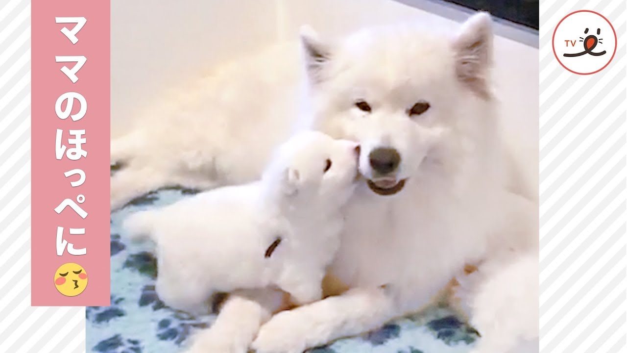 ママのホッペ大好き 甘えん坊のサモエド子犬 Peco Tv Youtube