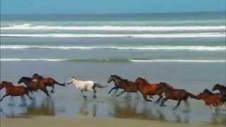 Дикая природа!!! Красивое видео.2015 Дикая природа!!! Красивое видео.2015