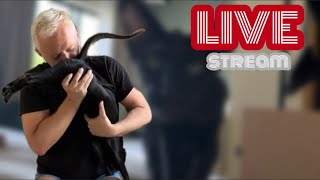 Утро с Felix & the Cat is live