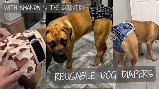 Washable dog diapers - How they fit and close up look on my mastiff