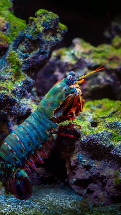 Shrimp Punches Faster Than a Bullet (Mantis Shrimp)#MantisShrimp #SuperAnimals #AnimalSuperpowers