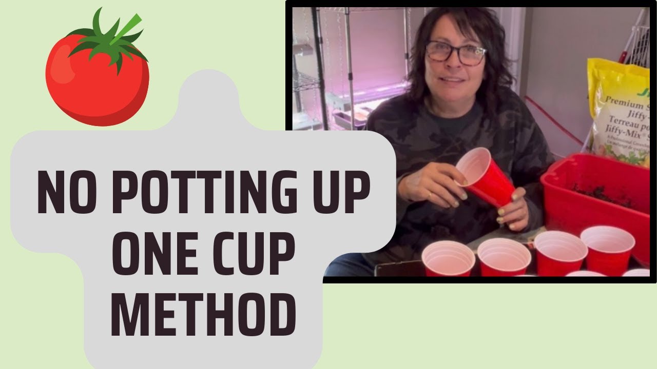 NO POTTING UP METHOD FOR TOMATO SEEDLINGS 🍅🍅 - One Cup Method for Huge Tomatoes