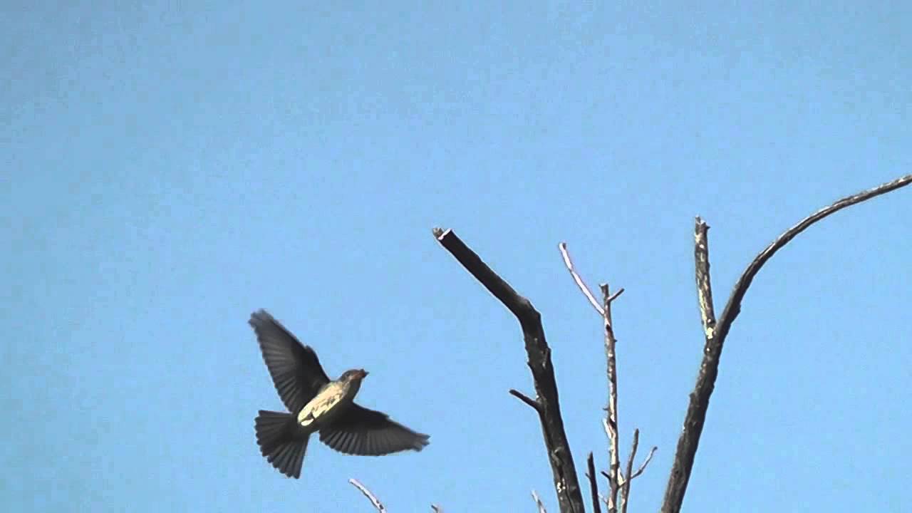 Olive-sided Flycatcher 