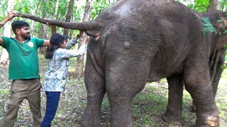 Healing a Giant Elephant's Backside in the Wilderness @TheWildTube by The Wild Tube 2,734 views 3 months ago 10 minutes, 30 seconds