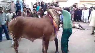 Sacrifices in EID-UL-AZHA.
