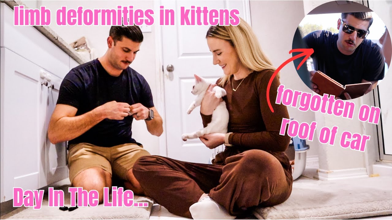 $$$ Забытые вещи на крыше машины, деформации конечностей у котенка + стригущий лишай | Один день ...