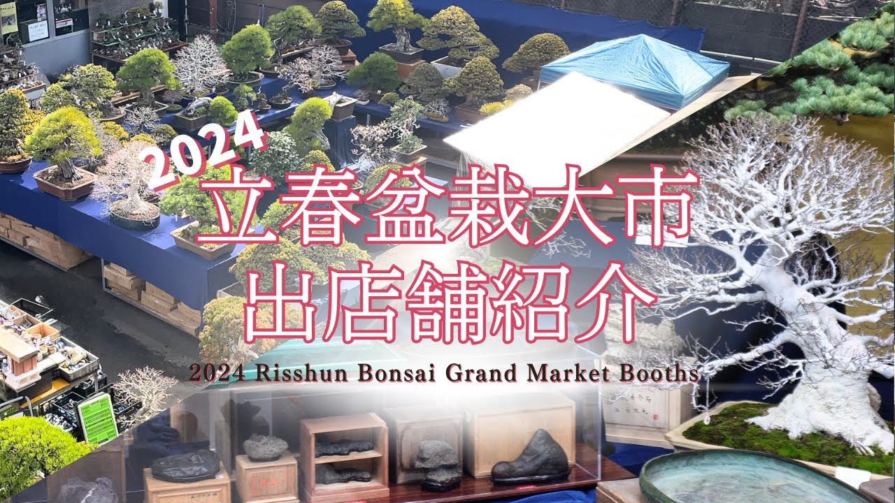 2024 Risshun Bonsai Grand Market Booths - Stunning Lineup of Palm
