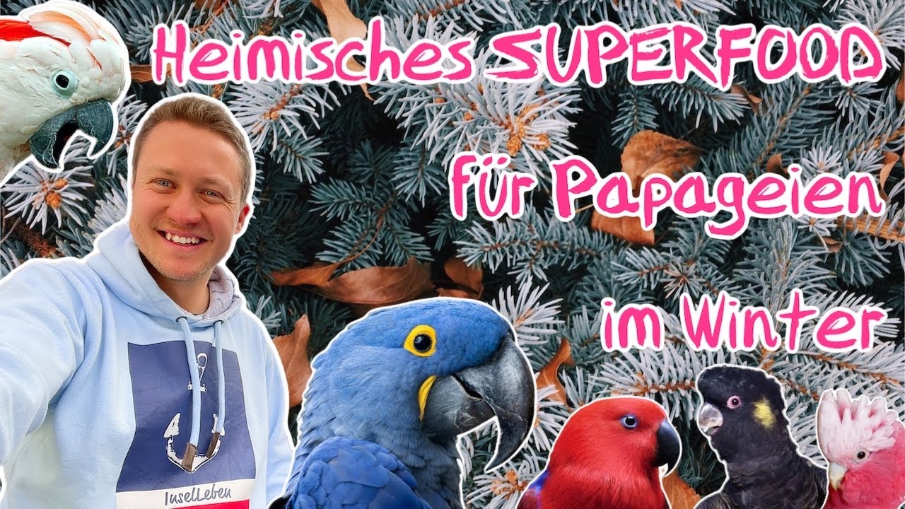 Dein Papagei - Heimisches Superfood für Papageien im WINTER