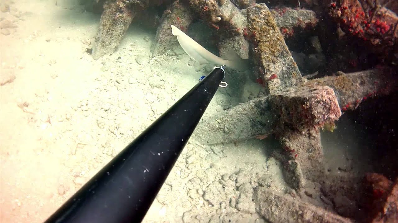 Spearfishing Fort Lauderdale YouTube